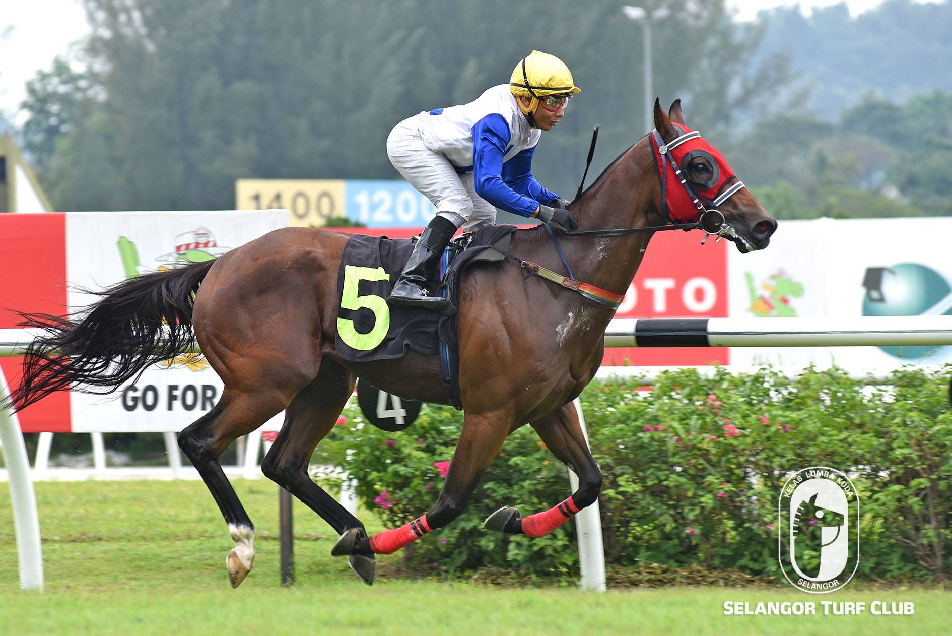 BLOOD ROYAL  Selangor Turf Club