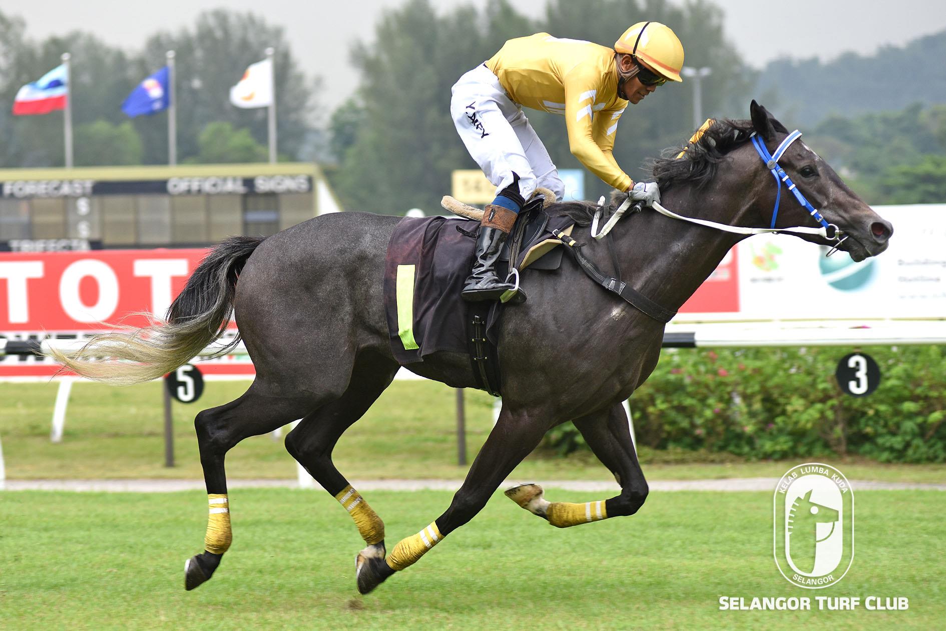 CUBAN HEEL  Selangor Turf Club